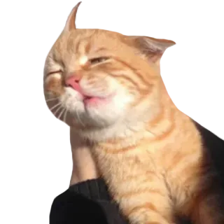 😞 แมว, สัตว์, สัตว์เลี้ยง, น่ารัก, สีส้ม, ลูกแมว telegram sticker