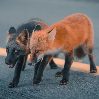 🦊 whatsapp sticker