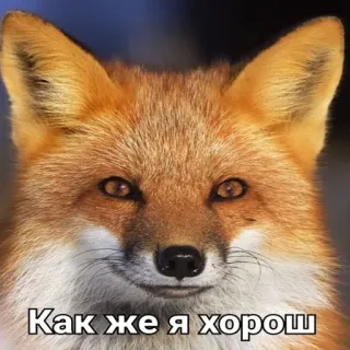 😇 Как же я хорош raposa, animal, russo, fofo, meme telegram sticker