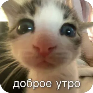 🫥 доброе утро telegram sticker