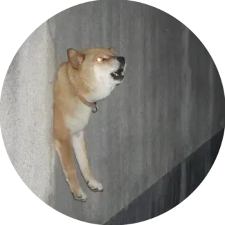 😫 犬, 動物, 柴犬, ペット telegram sticker