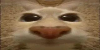 🫥 Katze, Tier, Meme, Lustig, Haustier telegram sticker