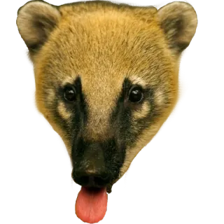 😛 coatí, mamífero, animal, fauna, cara, lindo whatsapp sticker