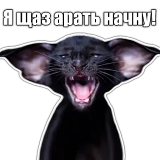 😵 Я щаз арать начну! cat, angry, yelling, meme telegram sticker