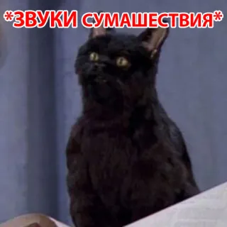 🤪 *ЗВУКИ СУМАШЕСТВИЯ* 猫, 黒猫, 狂気の音, ミーム, 面白い, ユーモア, 動物 telegram sticker