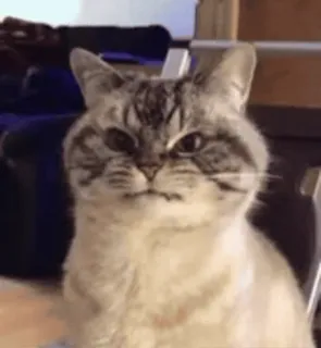 😠 gatto, animale, meme, divertente, espressione telegram sticker
