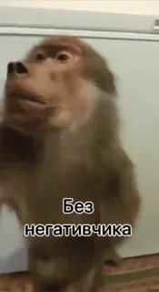 🌟 Без негативчика babouin, animal, singe, drôle, humour whatsapp sticker