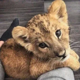 🦁 cachorro de león, animal, lindo, vida silvestre, cría, león telegram sticker