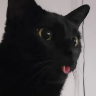 🍑 cat, black cat, animal, pet, tongue, funny, cute telegram sticker