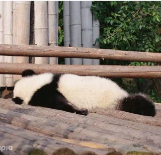 😴 panda, sleeping, animal, cute, bear telegram sticker