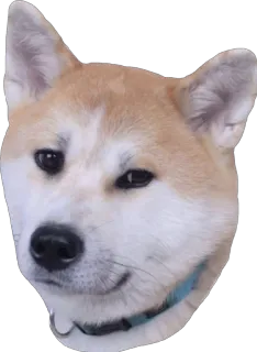 😏 Hund, Haustier, Tier, Shiba Inu, süß, lustig telegram sticker