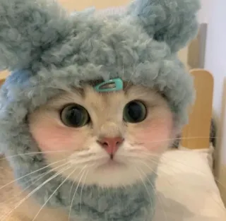 🌟 mèo, dễ thương, động vật, mèo con, thú cưng, mũ telegram sticker