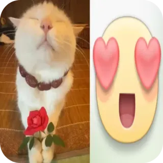 🐱 mèo, tình yêu, trái tim, hoa hồng, dễ thương, biểu tượng cảm xúc, động vật telegram sticker