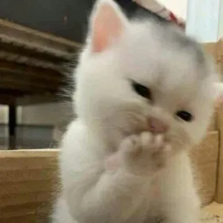 🤭 小猫, 猫, 可爱, 动物, 宠物, 白猫 telegram sticker