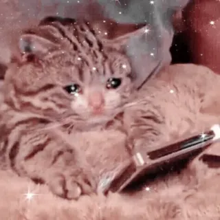 🐱 고양이, 슬픈, 동물, 새끼 고양이, 집고양이, 포유류, 울음, 털 telegram sticker