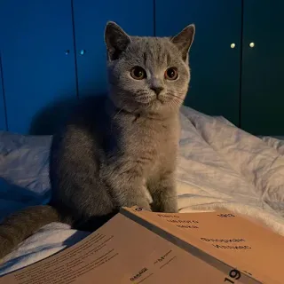 📚 kucing, anak kucing, kucing abu-abu, british shorthair, hewan peliharaan, binatang telegram sticker