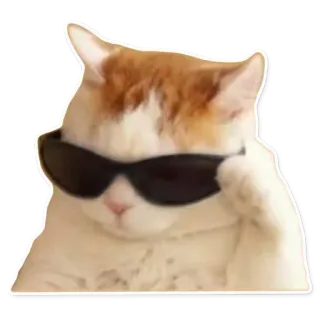 😎 chat, lunettes de soleil, cool, animal, animal de compagnie, mème telegram sticker