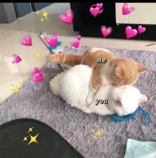 💖 me
you gato, amor, meme, corações, fofo, carinho telegram sticker