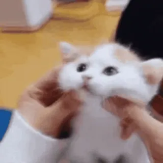 StellarCats by @offstikbot whatsapp stickers