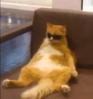 🌟 gato, óculos de sol, engraçado, animal, relaxado telegram sticker