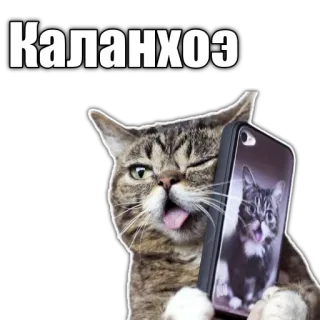 🖖 Каланхоэ cat, selfie, funny, animal, meme telegram sticker