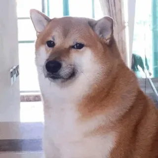 🐕 perro, shiba inu, meme, gracioso, mascota, animal, lindo whatsapp sticker