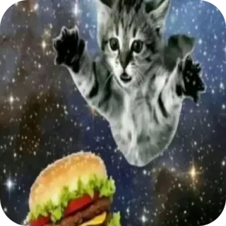 🐱 猫, 汉堡, 太空, 搞笑, 食物, 小猫 telegram sticker