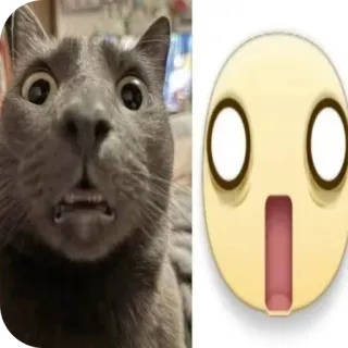 🐱 mèo, meme, sốc, emoji, hài hước, phản ứng, ngạc nhiên, động vật telegram sticker