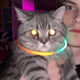 🐭 cat, pet, glowstick, animal, grey cat whatsapp sticker
