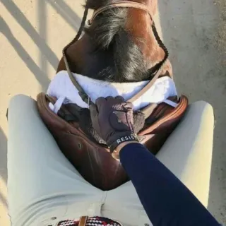 🏇 equitazione, cavallo, equestre, sella, guanto, sport, animale telegram sticker