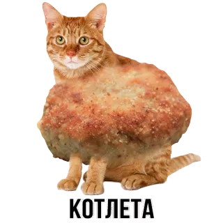 🍽 КОТЛЕТА cat, kotleta, cutlet, meat, food, animal, sticker whatsapp sticker