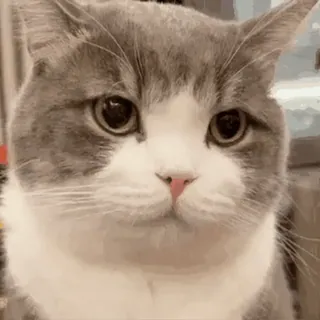 🐱 cat, animal, pet, cute, gray, white, domestic, feline whatsapp sticker