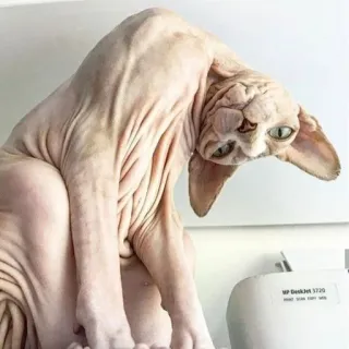 🤨 gatto, sphynx, senza pelo, animale, animale domestico telegram sticker