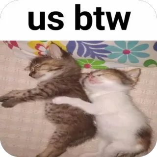 ❤ us btw кошки, котята, спящий, милый, мем, друзья, животные telegram sticker