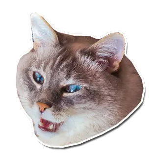 😀 кот, животное, питомец, домашняя кошка, кошачий telegram sticker