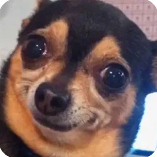 😐 dog, chihuahua, cute, animal, eyes telegram sticker