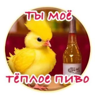 😒 Ты моё тёплое пиво цыплёнок, птица, пиво, теплое пиво, русский telegram sticker