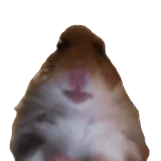 🐹