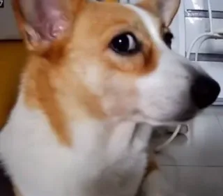 🐕 perro, corgi, animal, mascota, animal doméstico, raza de perro telegram sticker