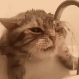 💧 gatto, gattino, animale domestico, animale, bere, acqua telegram sticker