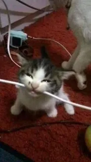 😋 kätzchen, katze, tier, kabel, spielerisch, süß, haustier telegram sticker