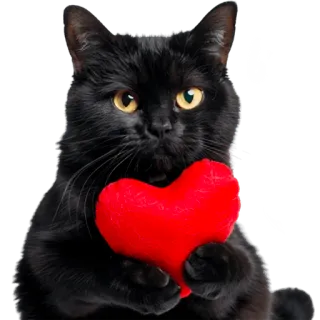 😍 gato preto, gato, coração, amor, animal de estimação, animal, dia dos namorados telegram sticker