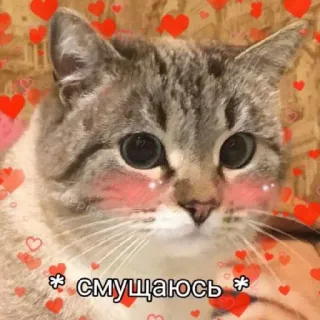 😅 * смущаюсь * 猫, 可愛い, ハート, 赤面, 恥ずかしい, ロシア telegram sticker
