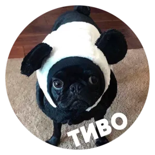 😳 TИВО 犬, パグ, パンダ, 動物, ペット, 可愛い telegram sticker
