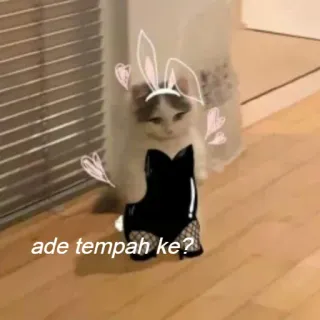 😏 ade tempah ke? แมว, สติกเกอร์, กระต่าย, น่ารัก, สัตว์ telegram sticker