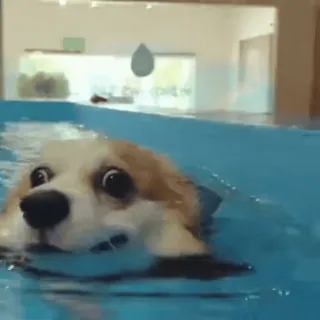 🍒 cachorro, corgi, nadando, piscina, engraçado, animal telegram sticker