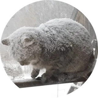 ❄ cat, snow, winter, animal, pet, cold, weather telegram sticker