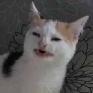 😾 cat, animal, meme, funny, pet, cute telegram sticker
