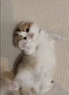 🥰 mèo con, mèo, dễ thương, động vật, thú cưng, hài hước telegram sticker