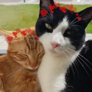 🥰 猫, 子猫, 動物, ペット, 愛, 友情, ハート telegram sticker